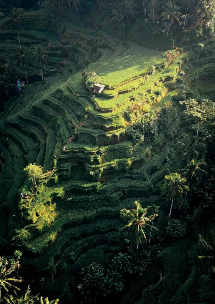 Terrazas de arroz en Bali